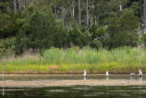 Fotografie A mother White-tailed deer and her faun walk along the bank of Murrells Inlet at