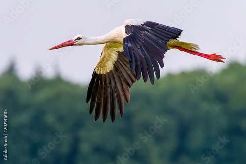 Weißstorch im Flug bei der Futtersuche über eine Wiese