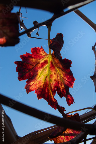 Hoja y cielo