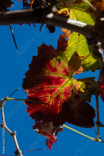 Parra en otoño
