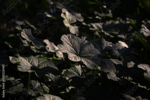 Planta silvestre