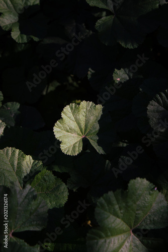 Planta silvestre
