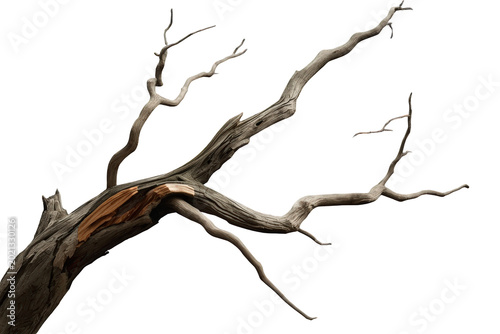 Dead tree branch with gnarled wood and peeling bark, showing decay, weathering, and desert nature on transparent background