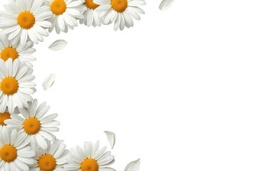 Daisies and petals creating a corner frame, fresh floral border for spring and summer design, transparent background