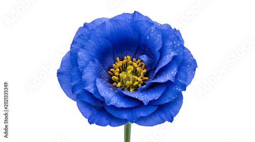 Vibrant blue flower with yellow center isolated on transparent background