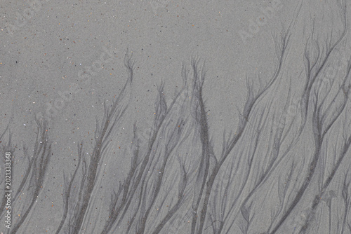 Abstract Branching Sediment Patterns In Wet Beach Sand