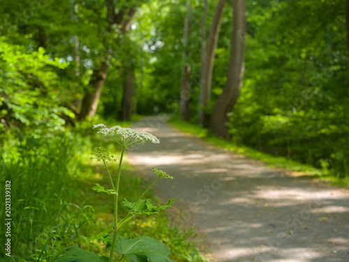 Fotografie Giant hogweed wildflower growing along the C&O Canal towpath in Sharpsburg, Mary