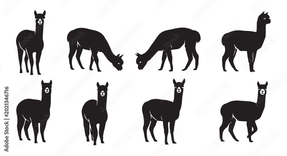 Fototapeta premium Alpaca herd silhouettes standing and grazing against a bright white background with copy space