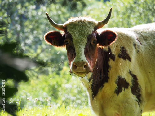 Close up of a Montbeliarde cow in a green mountain pasture, France.