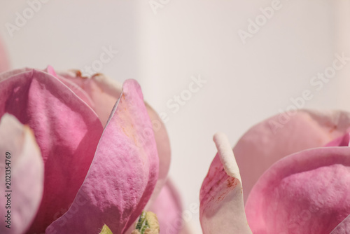 Extreme macro of soft pink Magnolia soulangeana petals with delicate texture and bright airy light