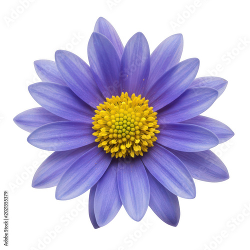 A vibrant purple flower with a yellow center blooming in the sunlight isolated on transparent background
