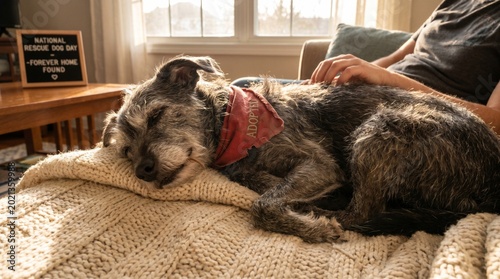 Senior Rescue Dog Resting Peacefully on Cozy Blanket After Adoption for National Rescue Dog Day Awareness Campaign