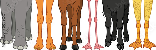 Foto Animal Legs and Feet Set with Elephant, Giraffe, Horse, Flamingo, Dog, and Duck