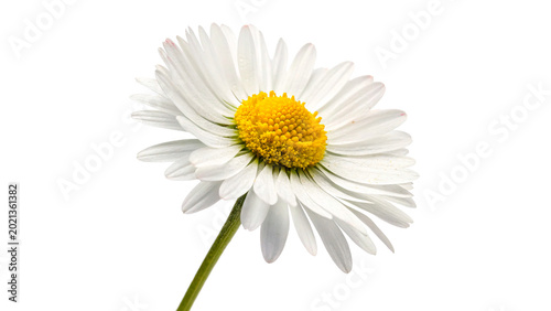Foto A bright vibrant blooming white daisy flower camomile with a yellow center and g