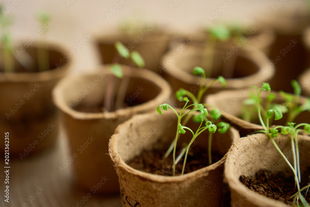 Naklejka premium Young green seedlings in peat pots ready for spring planting.
