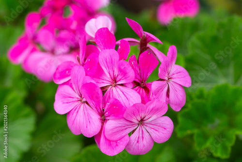 Vibrant Pink Geranium (Pelargonium) Flowers Blooming with Lush Green Leaves