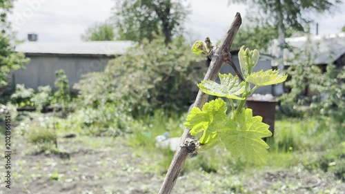 Close up of fresh green leaves sprouting on a grapevine branch. Young grape buds growing in a spring garden. Blurred rural background with copy space