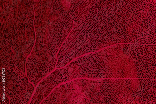 Quadro su tela Organic texture of Sea Fan or Gorgonia soft coral (Annella mollis)