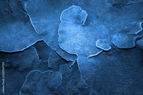 Organic texture of Elephant skin hard coral (Pachyseris speciosa) as an abstract background