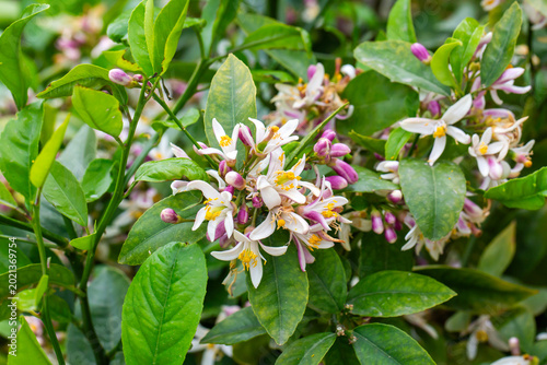 Fragrant White and Purple L...