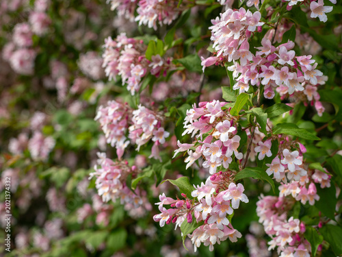 Pink white beauty bush Kolkwitzia amabilis cascades over green leaves in garden