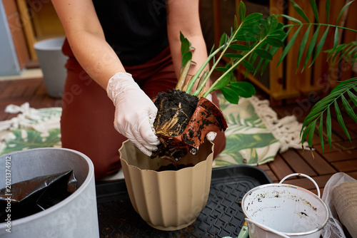 Tableau sur toile Gardener stripping away a broken plastic pot from a root bound Zamioculcas