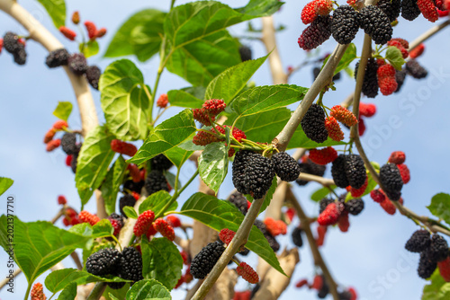 Ripe and Unripe Organic Bla...