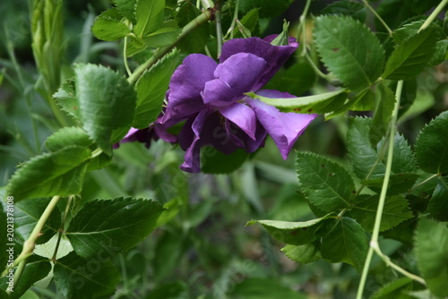 blaue Rose