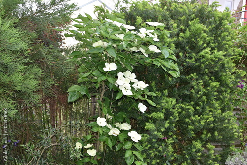 Hartriegel