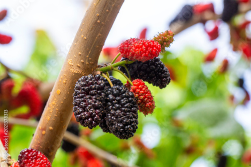 Ripe and Unripe Organic Bla...