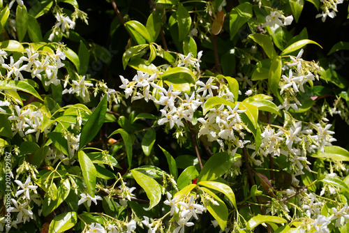 Fragrant White Star Jasmine...