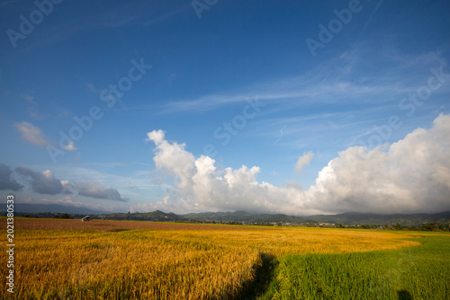 Tableau sur toile Rice paddies in the highlands of Vietnam, ripening rice fields in the early morning mist, colorful rice fields, rice grown in Lam Dong, Vietnam