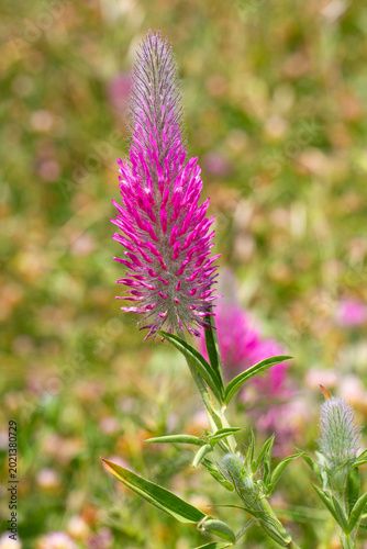 Vibrant Pink Purple Crimson...