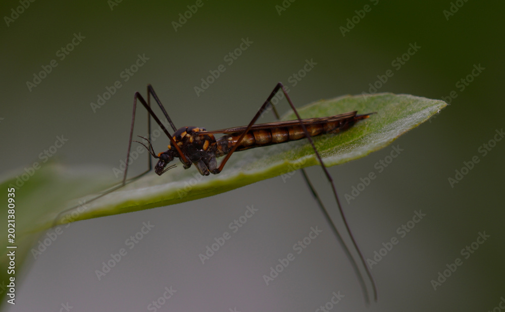 Naklejka premium Saffron crane fly Nephrotoma crocata perched on a green leaf in the wild
