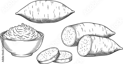 Schilderij op canvas Hand-drawn sweet potatoes, whole, sliced, and mashed in a bowl, isolated root ve