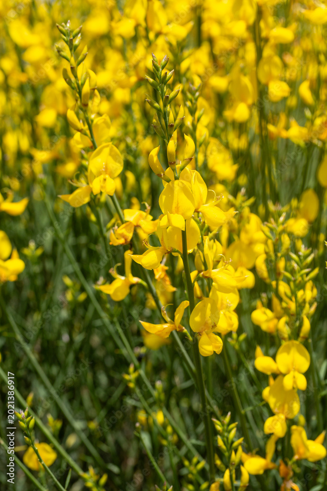 Fototapeta premium Vibrant Yellow Spanish Broom (Spartium junceum) Flowers Blooming in a Sunny Meadow