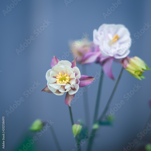 Beautiful columbine flowers blooming in spring garden on soft blue background.