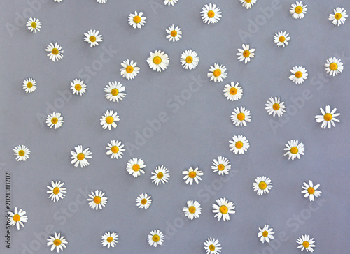 White daisy flowers circle frame on grey background with copy space, top view flat lay