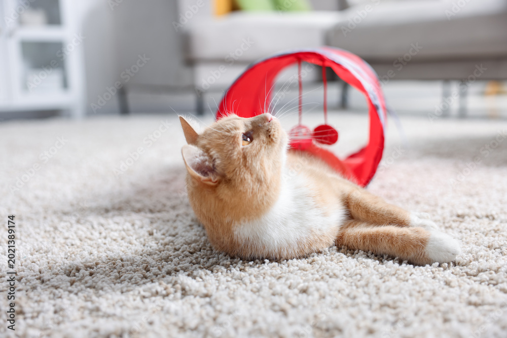 Fototapeta premium Cute cat in toy tunnel on carpet at home, space for text