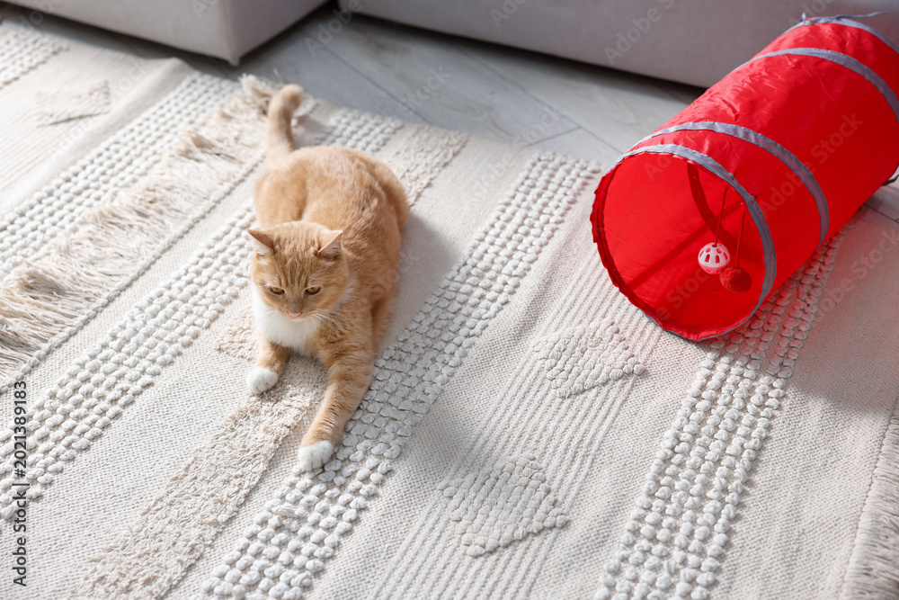 Fototapeta premium Cute cat resting on carpet and toy tunnel at home, above view