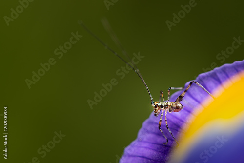Tableau sur toile Tiny speckled bush cricket nymph perches on a purple iris flower petal