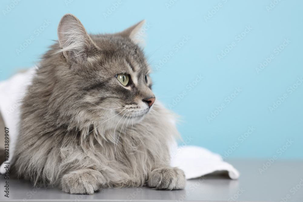 Obraz premium Cute cat with towel on table against light blue background, closeup. Space for text