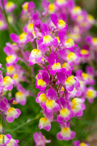 Vibrant Pink and Yellow Mor...