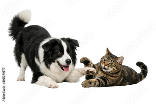 Playful Border Collie dog and tabby cat interacting on white background