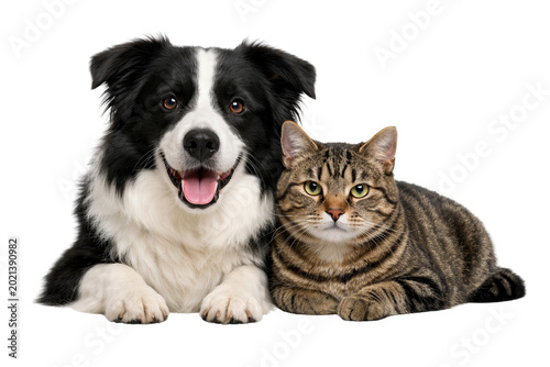 Border Collie dog and tabby cat lying together isolated on white background
