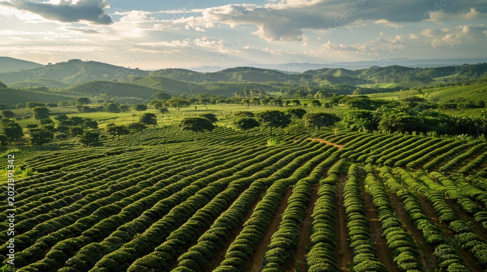 Fototapeta premium Tranquil Tea Plantation at Sunset