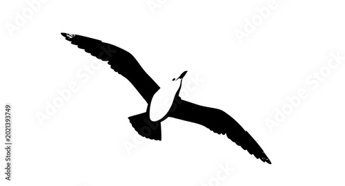 Tableau sur toile Top view seagull vector cartoon illustration with soaring seabird isolated on wh