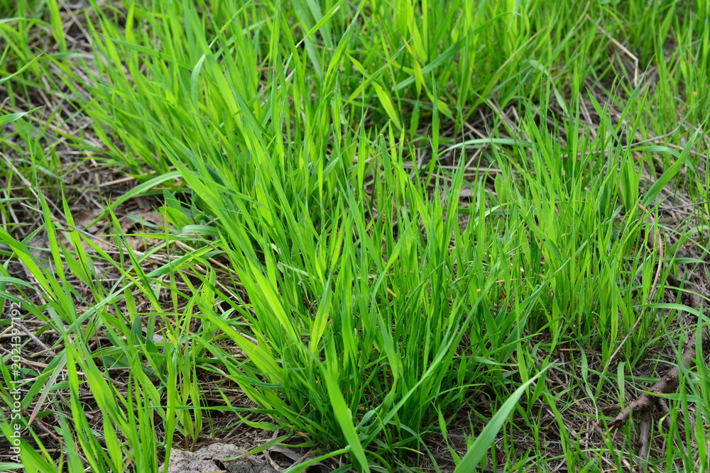 Fototapeta premium Close up of green grass growing in a field