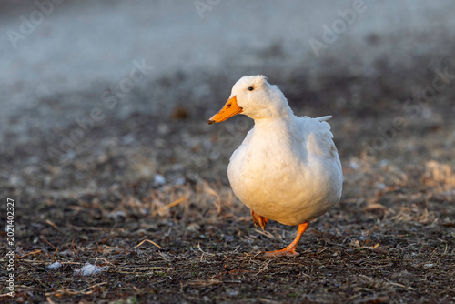 white duck walking close up on gravel and brown grass on the farm