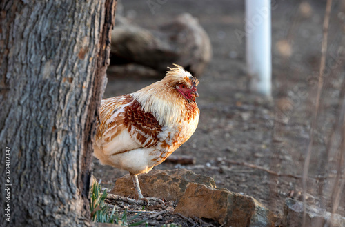 close up of a chicken with brown and white in the fall on dirt ground peeking around a tree